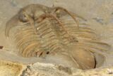 1.85" Rare, Spiny Kolihapeltis Trilobite - Atchana, Morocco - #193683-4